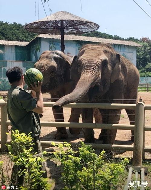 河马大象吃瓜,一场生态界的和谐共生